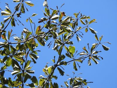 Terminalia macrostachya, photographed by Neptalí Ramírez Marcial
