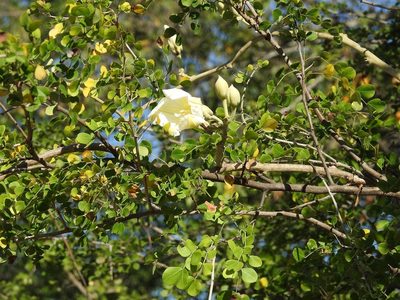 Ipomoea praecana, photographed by Neptalí Ramírez Marcial