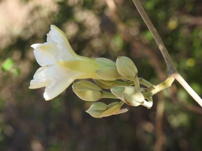 Ipomoea praecana, photographed by Neptalí Ramírez Marcial