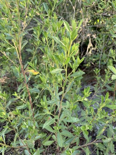 Baccharis microdonta, photographed by Florencia Grattarola
