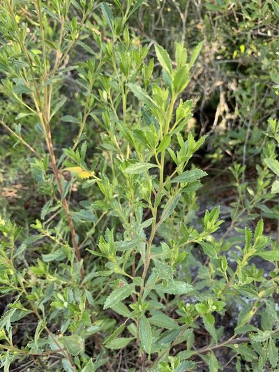 Baccharis microdonta, photographed by Florencia Grattarola