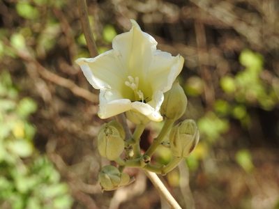 Ipomoea praecana, photographed by Neptalí Ramírez Marcial