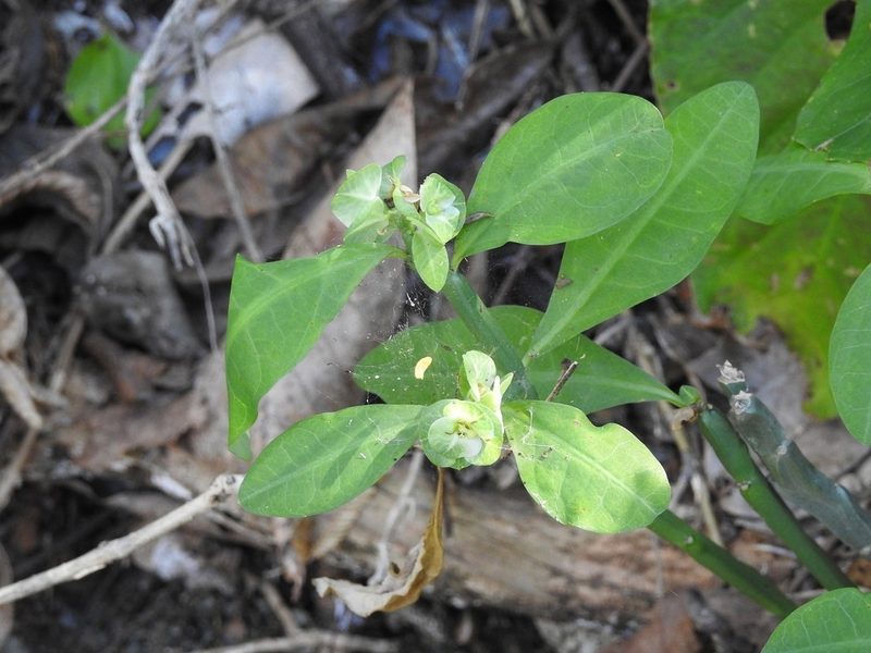 Euphorbia pteroneura, photographed by Neptalí Ramírez Marcial