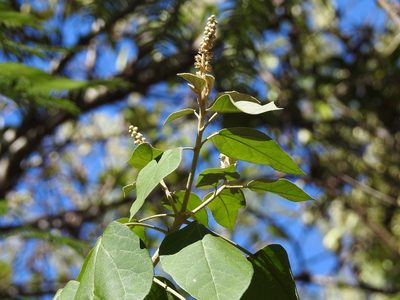Croton morifolius, photographed by Neptalí Ramírez Marcial