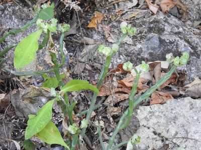 Euphorbia pteroneura, photographed by Neptalí Ramírez Marcial