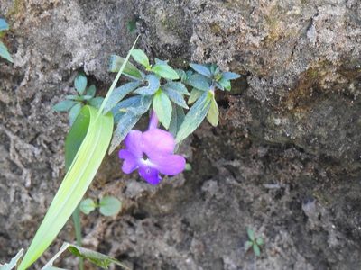 Achimenes cettoana, photographed by Neptalí Ramírez Marcial