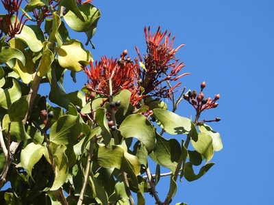 Psittacanthus rhynchanthus, photographed by Neptalí Ramírez Marcial