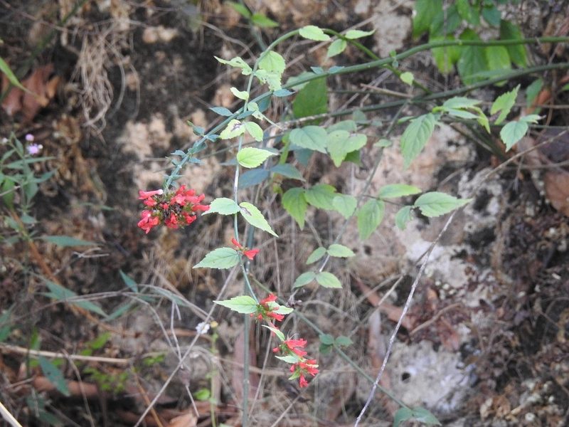 Russelia acuminata, photographed by Neptalí Ramírez Marcial