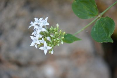 Bouvardia quinquenervata, photographed by Neptalí Ramírez Marcial