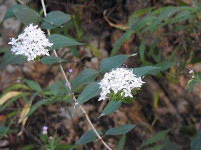 Bouvardia quinquenervata, photographed by Neptalí Ramírez Marcial