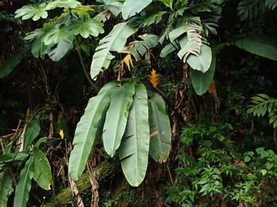 Heliconia caribaea, photographed by Daniel Cahen