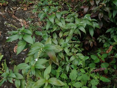 Gonzalagunia hirsuta, photographed by Daniel Cahen
