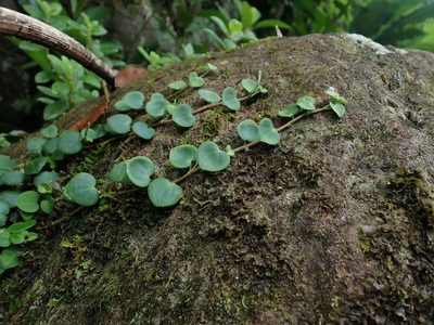 Peperomia serpens, photographed by Daniel Cahen