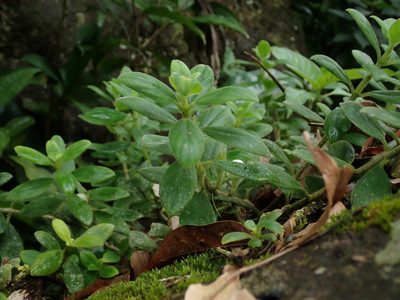Columnea scandens, photographed by Daniel Cahen