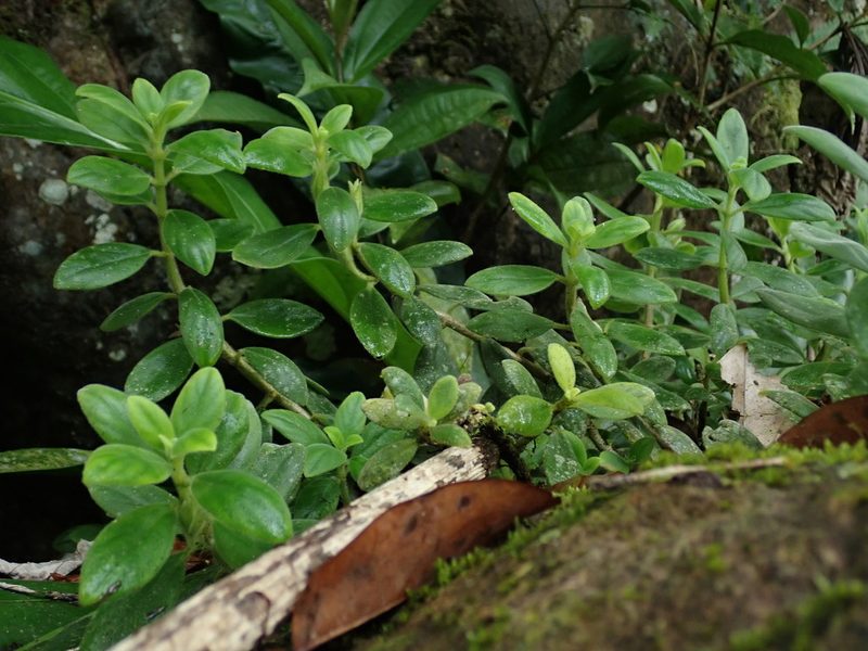 Columnea scandens, photographed by Daniel Cahen