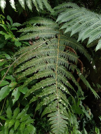 Cyathea horrida, photographed by Daniel Cahen