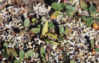 Ophioglossum californicum, photographed by Millie Basden