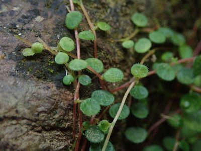 Peperomia emarginella, photographed by Daniel Cahen