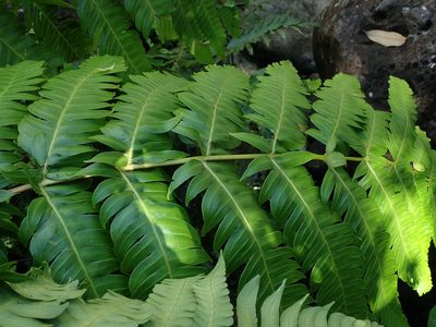 Cyathea horrida, photographed by Daniel Cahen