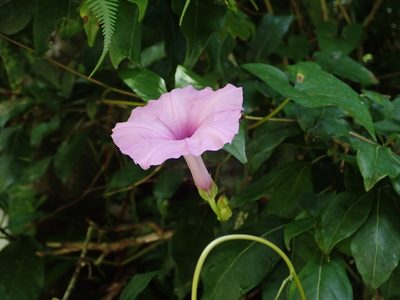Ipomoea setifera, photographed by Daniel Cahen