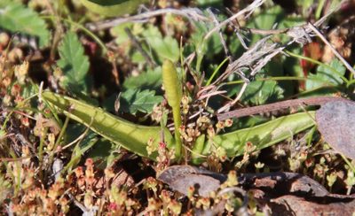 Ophioglossum californicum, photographed by Millie Basden