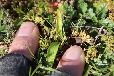Ophioglossum californicum, photographed by Millie Basden