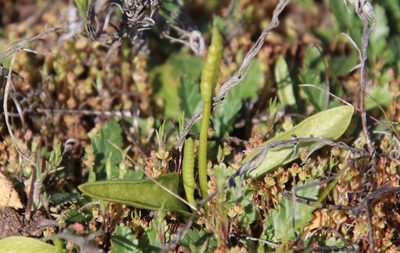 Ophioglossum californicum, photographed by Millie Basden