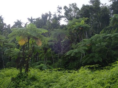 Cyathea arborea, photographed by Daniel Cahen