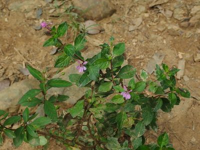 Cuphea strigulosa, photographed by Daniel Cahen
