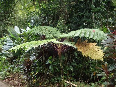 Cyathea arborea, photographed by Daniel Cahen