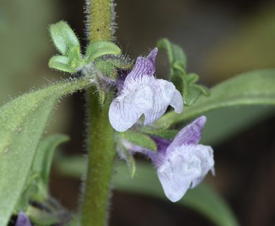 Sairocarpus cornutus, photographed by Don Loarie