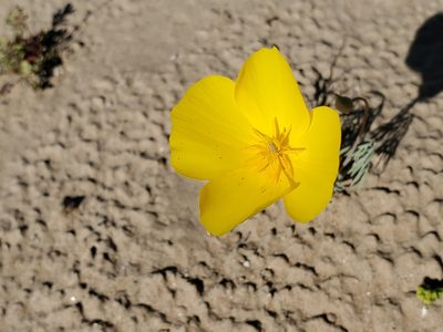 Eschscholzia parishii, photographed by Bob Miller
