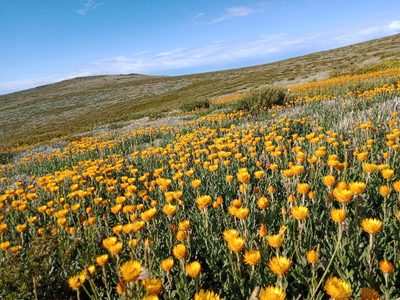 Xerochrysum subundulatum, photographed by Nina Kerr