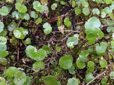 Hydrocotyle pterocarpa, photographed by Sarah Richardson