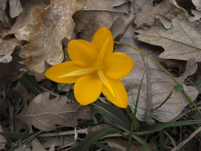 Crocus flavus, photographed by katunchik