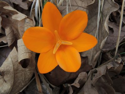 Crocus flavus, photographed by katunchik