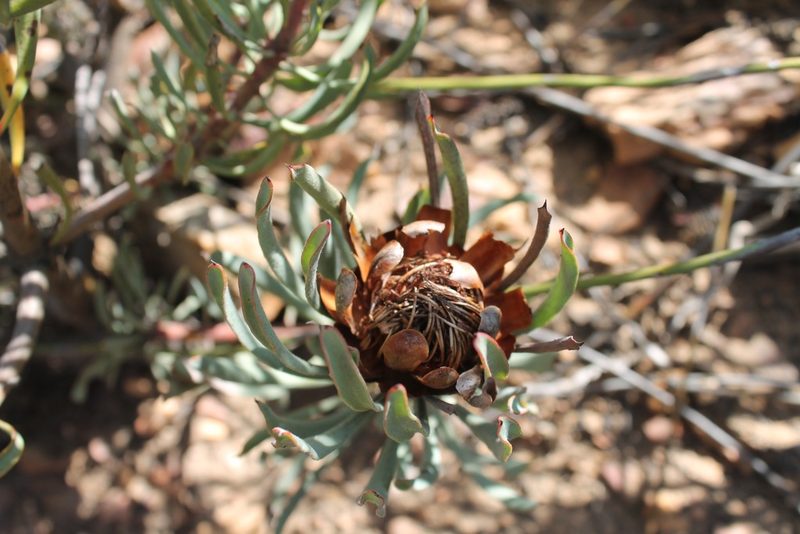 Protea canaliculata, photographed by Rebecca Ryen-Stols