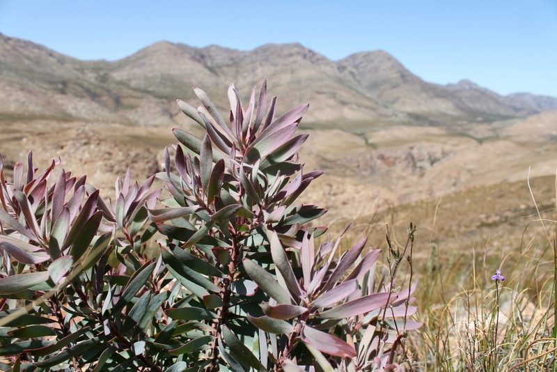 Leucadendron barkerae, photographed by Rebecca Ryen-Stols