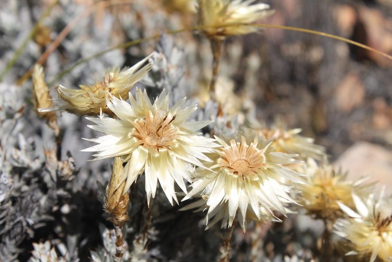 Syncarpha ferruginea, photographed by Rebecca Ryen-Stols