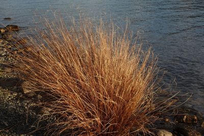 Carex buchananii, photographed by John Barkla