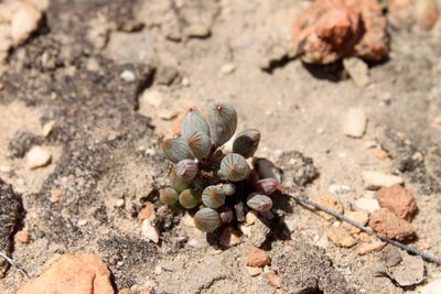 Curio talinoides, photographed by Rebecca Ryen-Stols