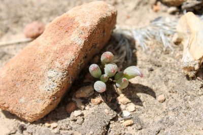 Curio talinoides, photographed by Rebecca Ryen-Stols