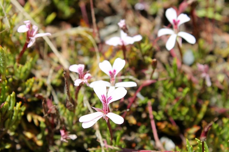 Pelargonium laevigatum, photographed by Rebecca Ryen-Stols
