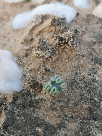 Eriospermum titanopsoides, photographed by leandra-k_89