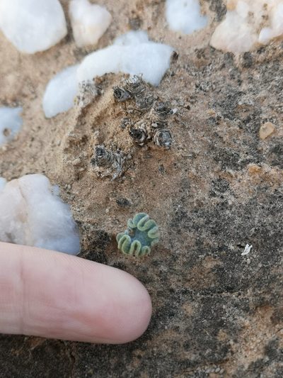 Eriospermum titanopsoides, photographed by leandra-k_89