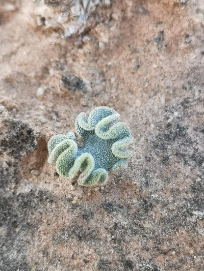 Eriospermum titanopsoides, photographed by leandra-k_89