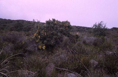 Banksia attenuata, photographed by Simon Tonge