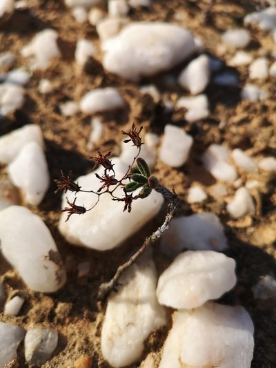 Tylecodon tenuis, photographed by leandra-k_89