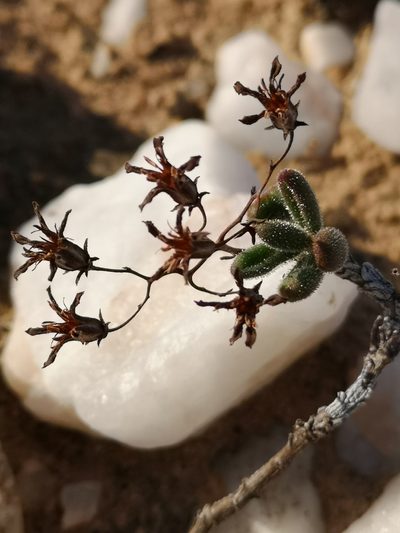 Tylecodon tenuis, photographed by leandra-k_89