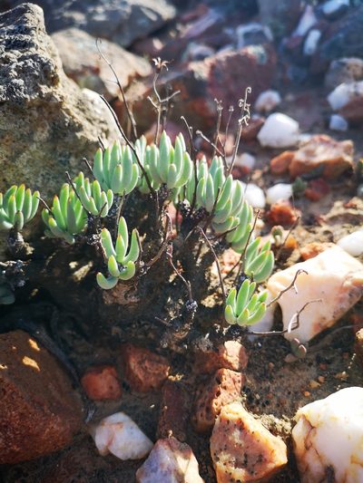 Tylecodon pearsonii, photographed by leandra-k_89